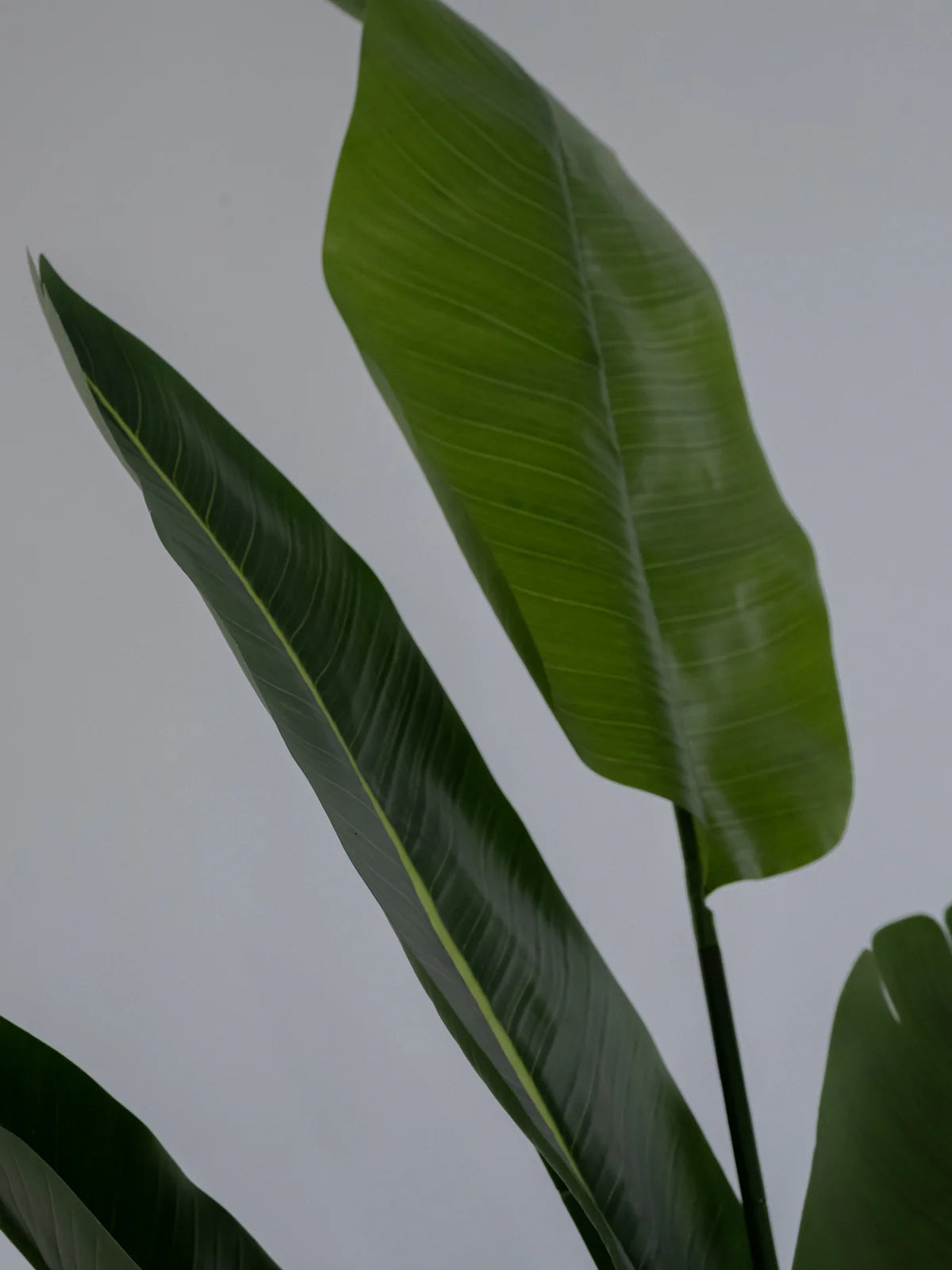 Artificial Banana Plant (XL SIZE)